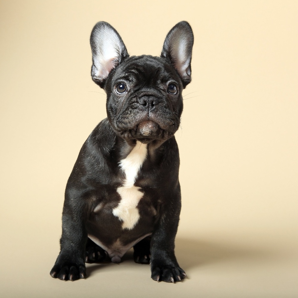 Meet your Posher, Rosie